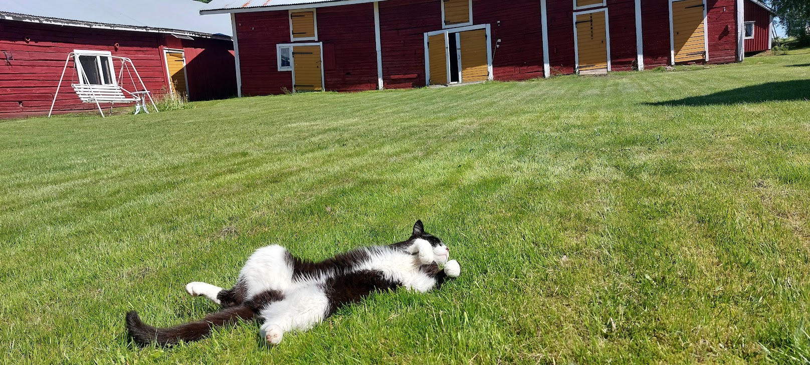 Kissanpäivät.jpg